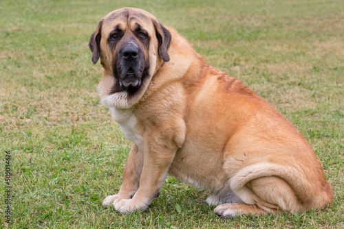 Obraz na płótnie Serious spanish mastiff is sitting on the green grass in the summer park