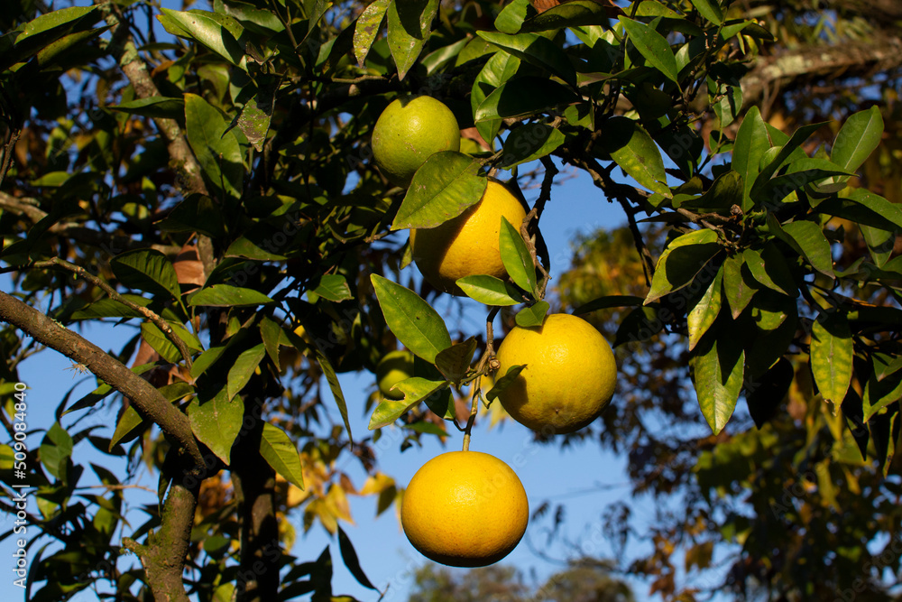 orange on a tree at the Brazilian fazenda in autumn orange on a tree at the Brazilian fazenda in autumn
