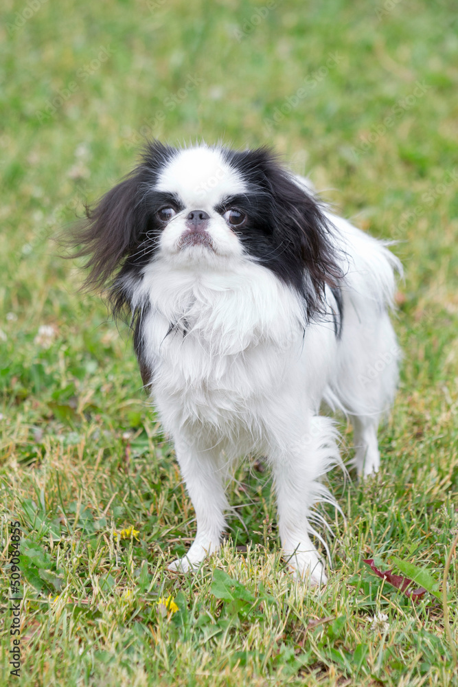 Cute shih tzu puppy is standing on the green grass in the summer park and looking at the camera. Chrysanthemum dog. Pet animals. Purebred dog.