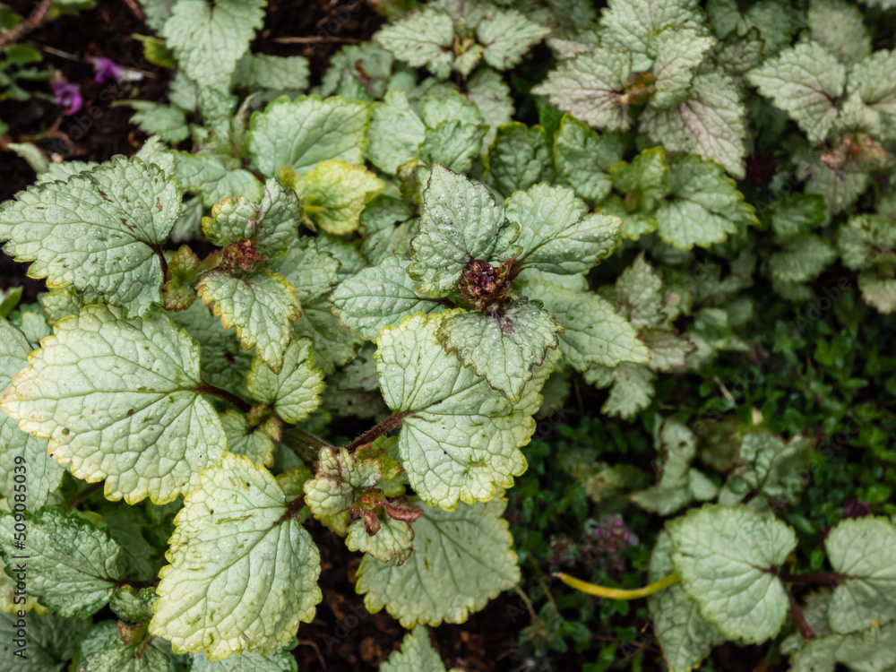 Spotted dead-nettle (Lamium maculatum). Low-growing, carpet of heart-shaped, silvery green leaves adorned with thin green margins