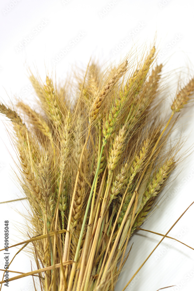 sheaf bunch of ears of cut wheat- sheaf bunch of ears of cut wheat-