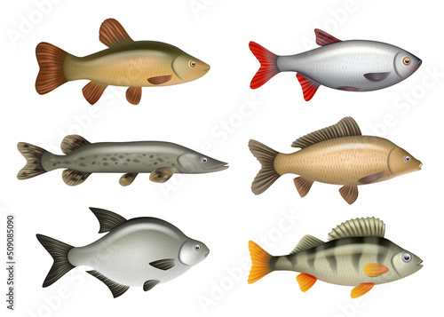 Realistic fish. River swimming water fresh fishes herring bass salmon decent vector pictures set isolated