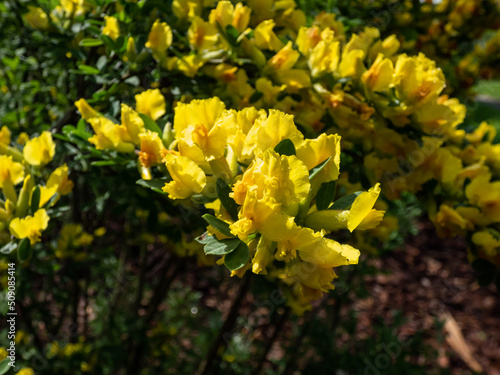 Close-up shot of the yellow buds and flowers of the ornamental shrub of legume family Cytisus  Chamaecytisus wulfii  in the garden. Full branches of flowers