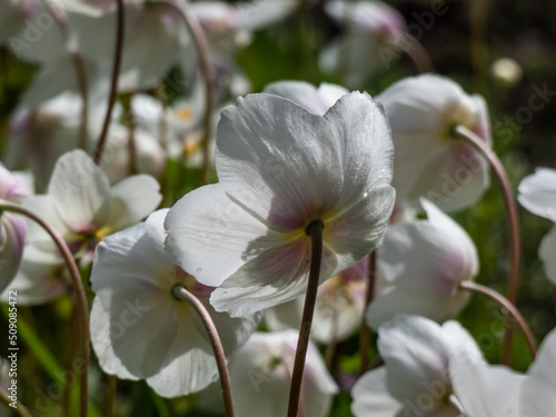 Cup-shaped, pure white flower of snowdrop anemone or snowdrop windflower (Anemone sylvestris) plant with golden stamens in late spring or early summer in sunlight