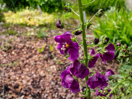 Close-up shot of the Purple mullein (Verbascum phoeniceum) flowering with five-petaled deep purple flowers in the garden in summer photo