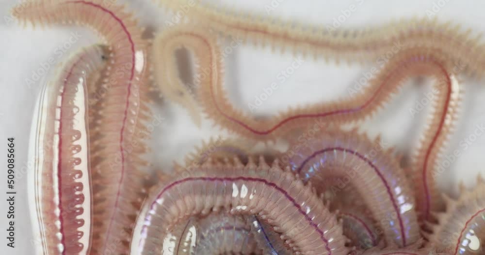 Sand Worm (Perinereis sp.) is the same species as sea worms (Polychaete), Living in a beach area with relatively shallow water levels for education in laboratory. Sand Worm (Perinereis sp.) is the same species as sea worms (Polychaete), Living in a beach area with relatively shallow water levels for education in laboratory.