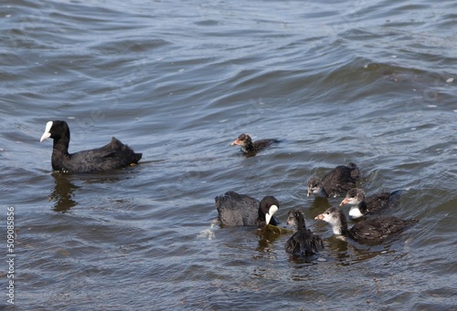 Adult Eurasian coots (Fulica atra) couple with ducklings swimming and eating. Coot family feeding. Australian coot holding algae in beak with its chicks gathering around.
