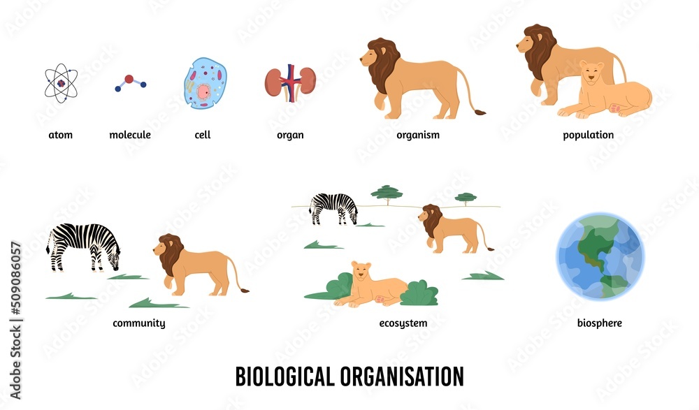 Biological organization and hierarchy infographic vector illustration isolated.