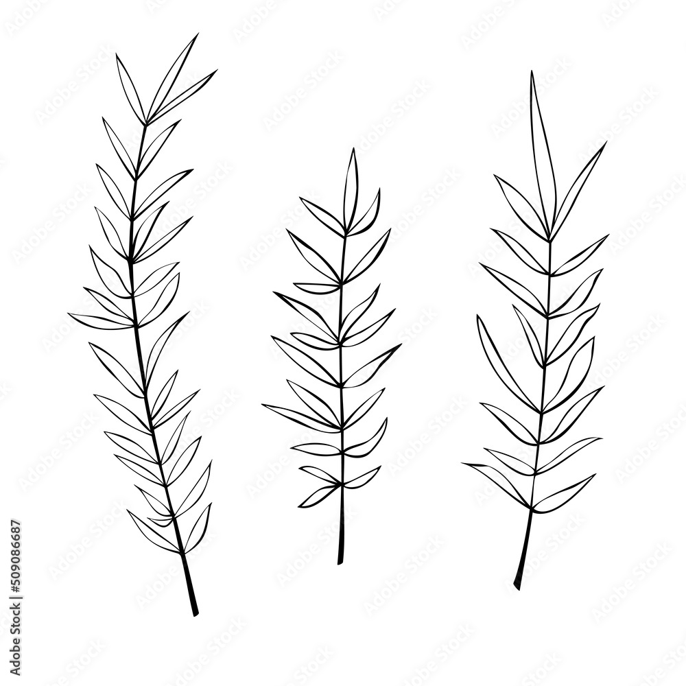 Vector outline spice rosemary sprigs in doodle style. Clip art for kitchen, design of packaging and wrapping paper, menus, restaurants, products Vector outline spice rosemary sprigs in doodle style. Clip art for kitchen, design of packaging and wrapping paper, menus, restaurants, products