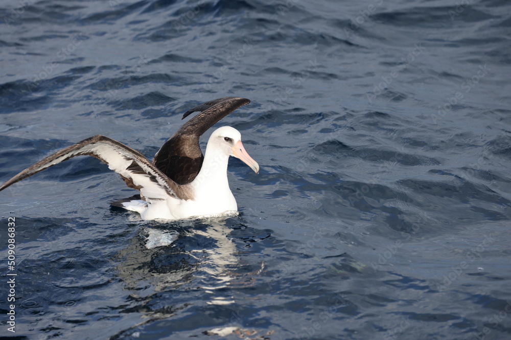 Laysan albatross (Diomedea immutabilis) in Japan Laysan albatross (Diomedea immutabilis) in Japan