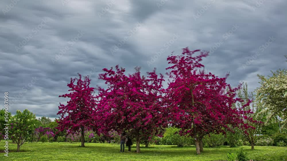 Beautiful Pink Lilac Trees In Amazing Garden. Overcast Time Lapse. Beautiful Pink Lilac Trees In Amazing Garden. Overcast Time Lapse.