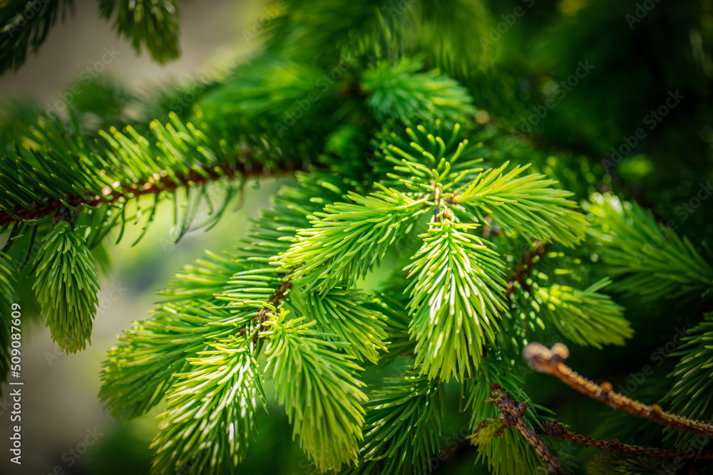 Pine branches at sunlight. Selective focus. Shallow depth of field. Pine branches at sunlight. Selective focus. Shallow depth of field.