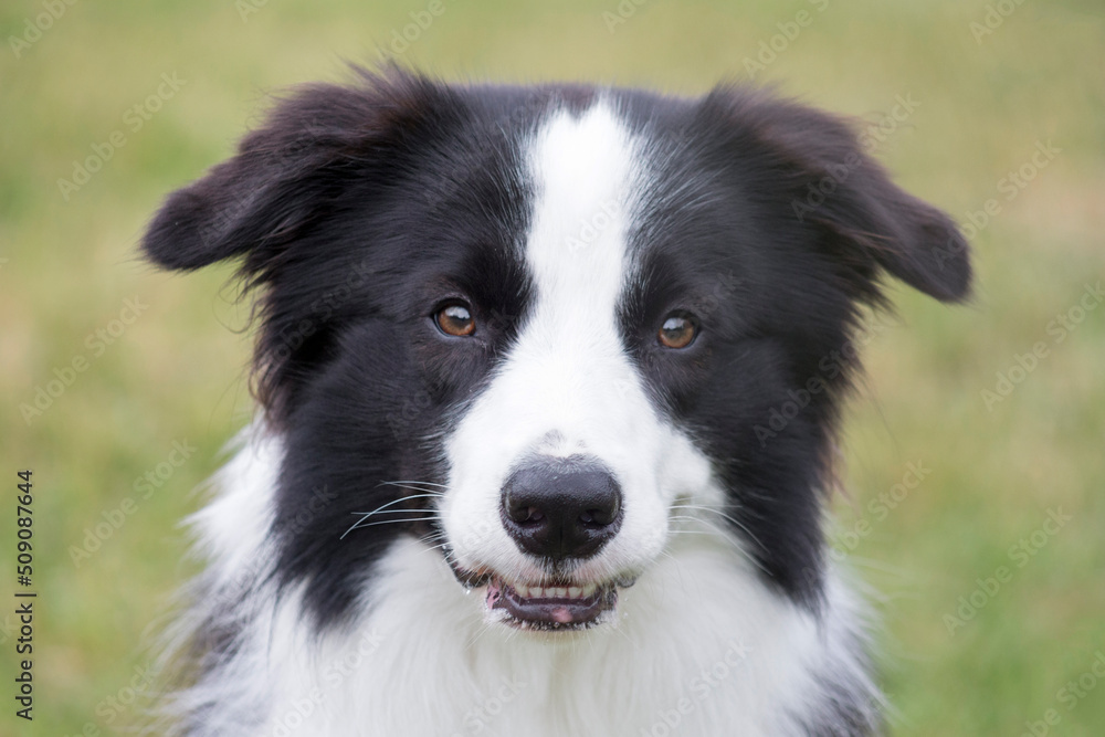 Cute border collie puppy is looking at the camera. Pet animals. Shepherd dog. Purebred dog.