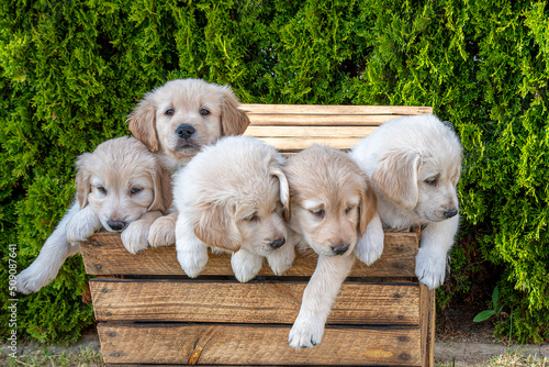 Golden Redriver- Labrador- Flat-Coated Retriever Welpen photo