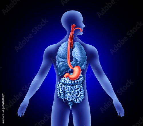 Esophagus And Stomach concept with trachea as a human organ representing swallowing or sore throat and digestive symptoms photo