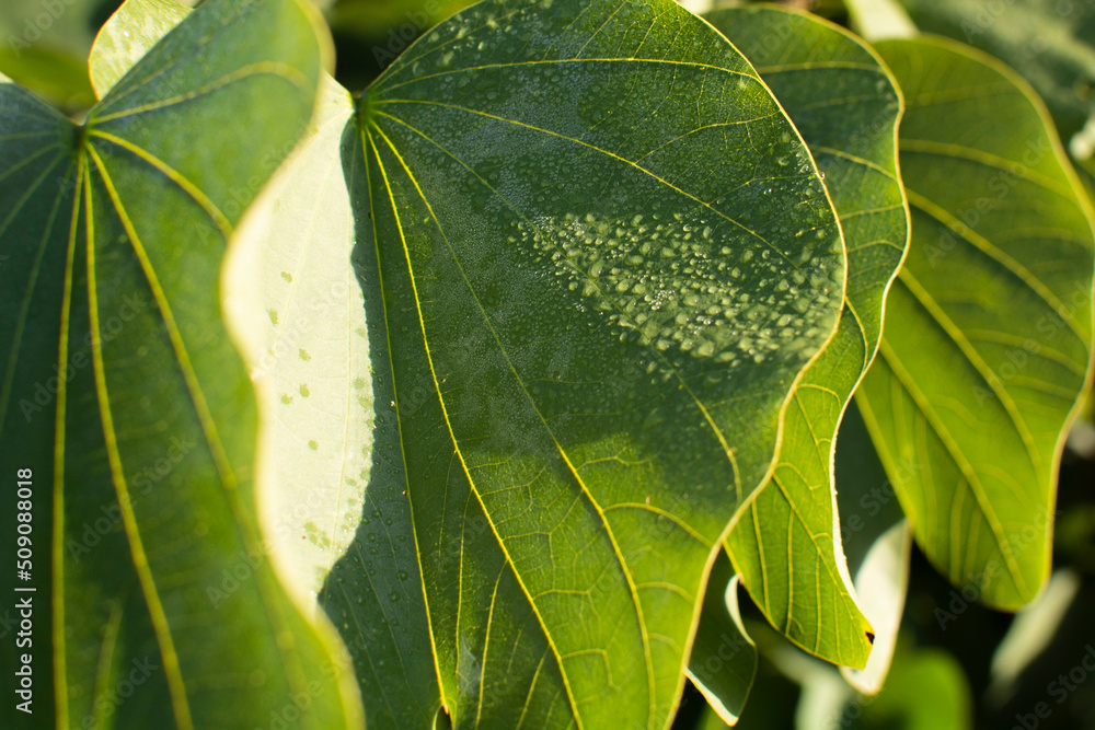 Catalpa tree, catalpa bignonioides. Big leavespods with hang down from