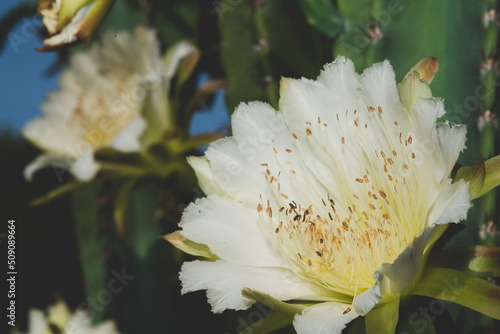 white cactus flower bloom c...