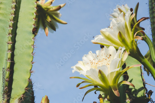 white cactus flower bloom c...