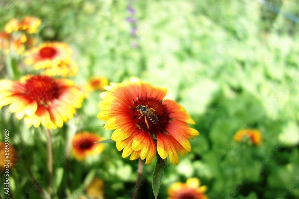 natural pollination bee with pollen on a gaillardia orange yellow flower natural pollination bee with pollen on a gaillardia orange yellow flower