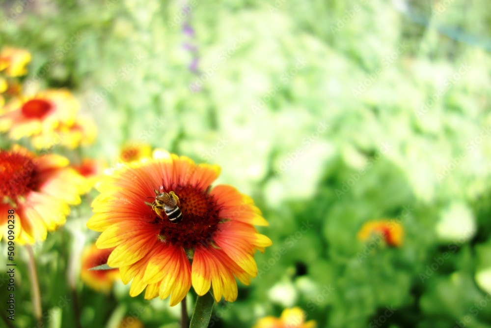 natural pollination bee with pollen on a gaillardia orange yellow flower natural pollination bee with pollen on a gaillardia orange yellow flower
