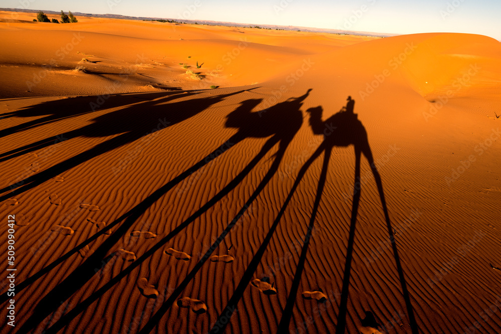 Sombras alargadas de camellos en el desierto. Merzouga, Marruecos. - obrazy, fototapety, plakaty 