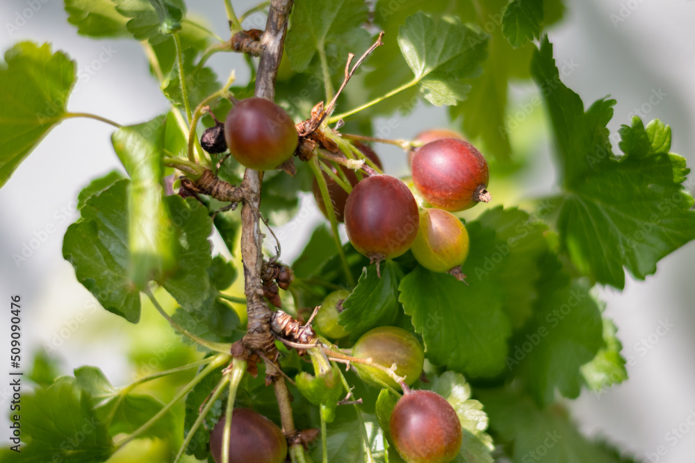 die rote Stachelbeeren am Ast des Strauches reife hera die rote Stachelbeeren am Ast des Strauches reife hera