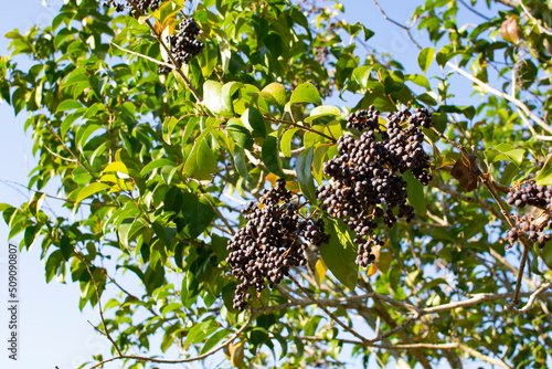 Branch and fruits of Ligustrum lucidum, an ornamental species grown in gardens photo