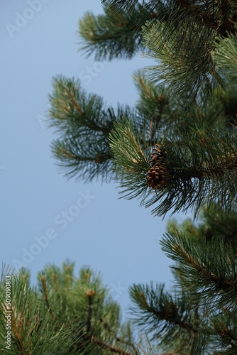 pine branches against the sky