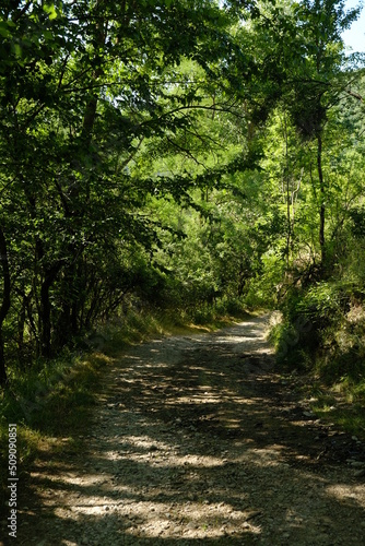 footpath in the green forest