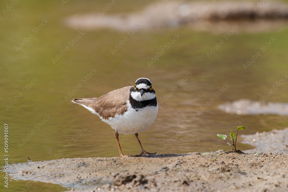 Fototapeta premium Little Ringed Plover (Charadrius dubius) feeding in the swamp
