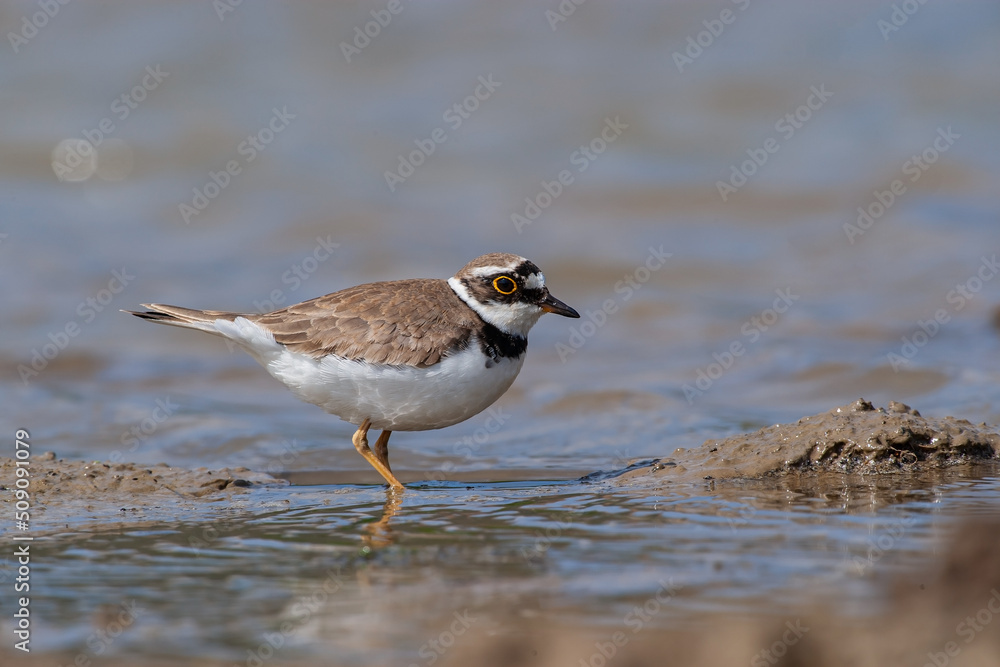 Little Ringed Plover (Charadrius dubius) feeding in the swamp Little Ringed Plover (Charadrius dubius) feeding in the swamp