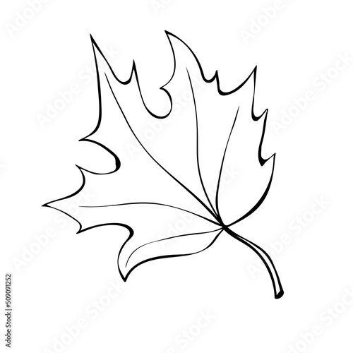 Hand drawn maple leaf outline isolated on white background. Vector symbol of autumn, nature, Canada in doodle style