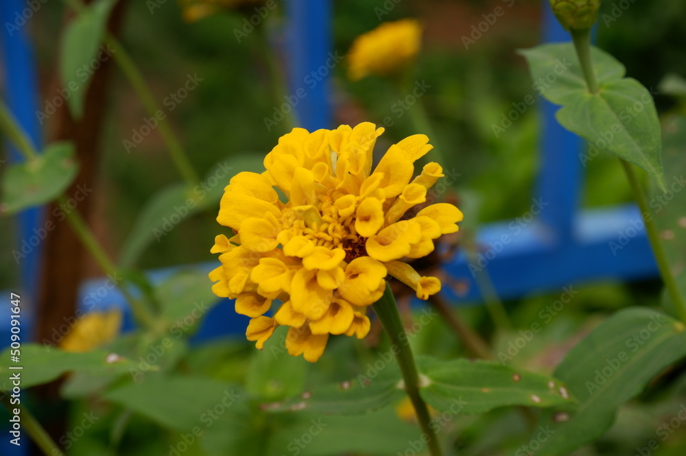 Fototapeta premium yellow flower in the garden