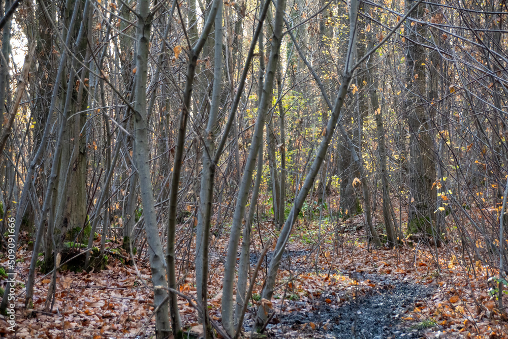 autumn forest in the autumn autumn forest in the autumn