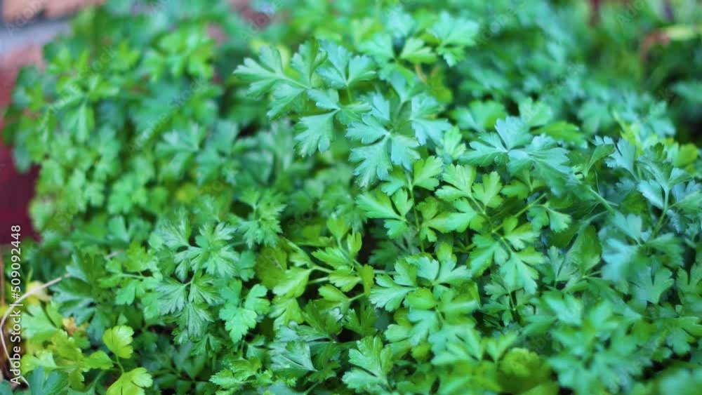 parsley growing in herb garden parsley growing in herb garden