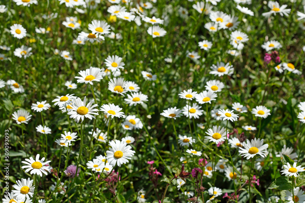 Blühende Gänseblümchen, Blumenwiese, Hintergrundbild, Deutschland, Europa Blühende Gänseblümchen, Blumenwiese, Hintergrundbild, Deutschland, Europa