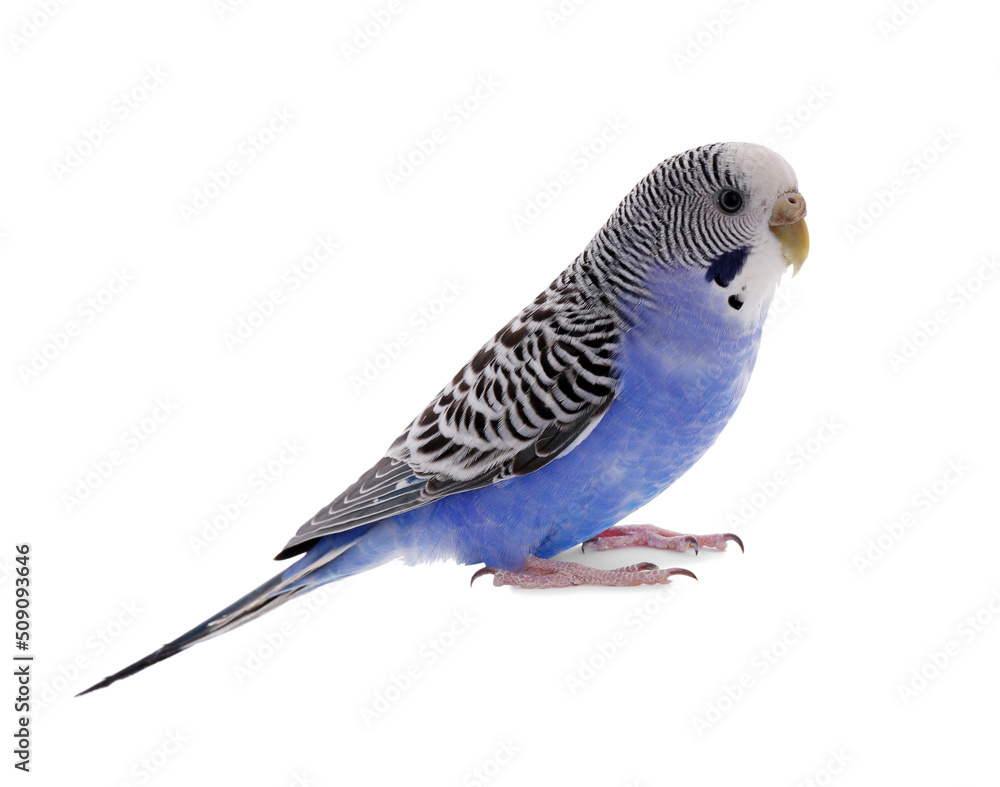 Beautiful parrot isolated on white. Exotic pet Beautiful parrot isolated on white. Exotic pet