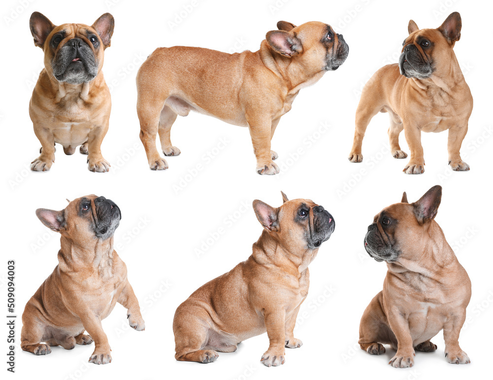 Obraz premium Collage with photos of cute dog on white background