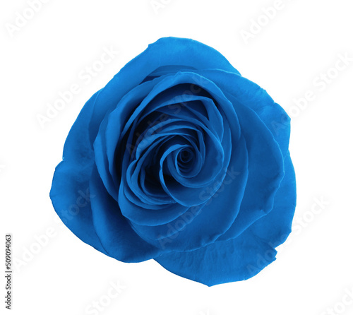 Beautiful blooming blue rose on white background