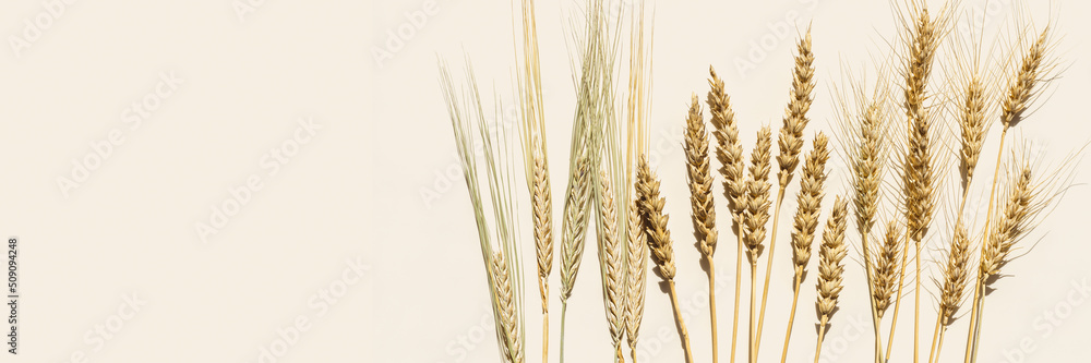 Top view ears of cereal crops with awns, durum wheat, rye, barley grain crop at sunlight as banner with copyspace. Flat lay ears of wheat on table, minimal still life, harvest concept background - obrazy, fototapety, plakaty 