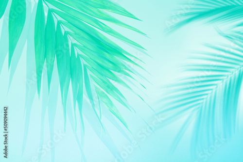 Palm branch and shadows on light background  toned in turquoise. Summer party