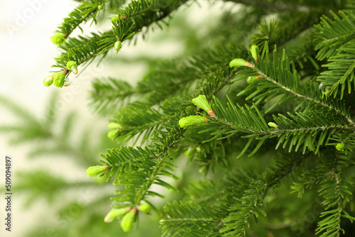 Green branches of beautiful conifer tree outdoors  closeup