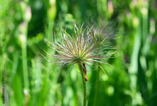 Beautiful pulsatilla patens  pacific anemone  anemone multifida  cutleaf anemone flower after blooming with ripening seeds.