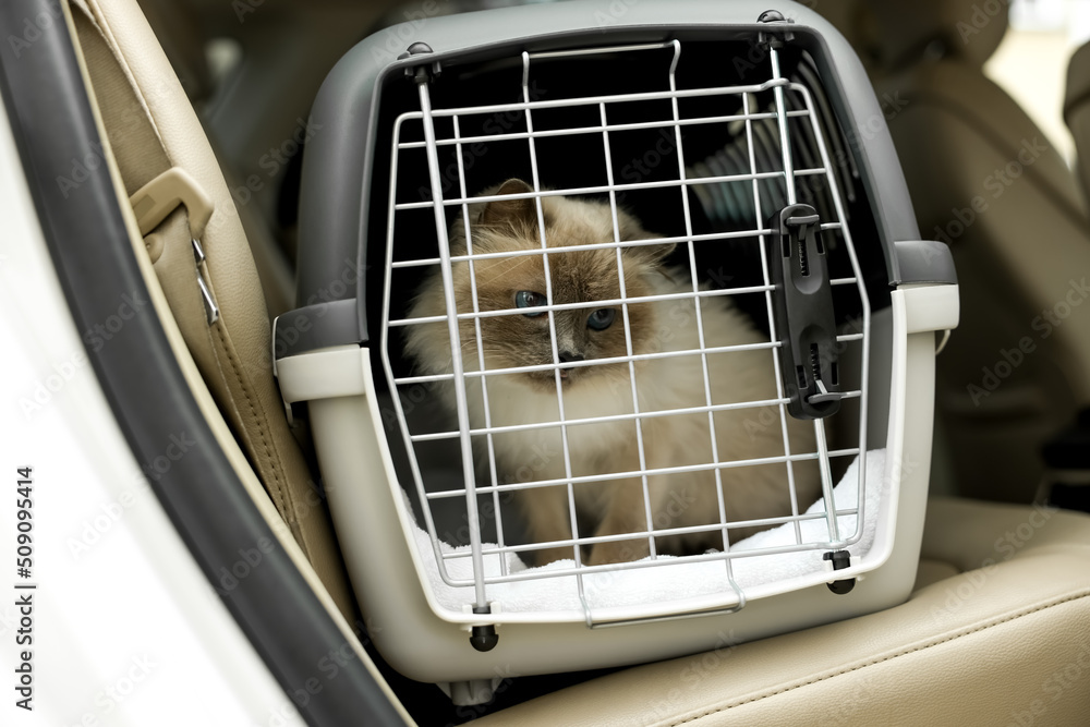 Cute grey cat inside pet carrier in car Stock Photo | Adobe Stock