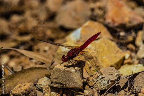 red dragonfly on a stone