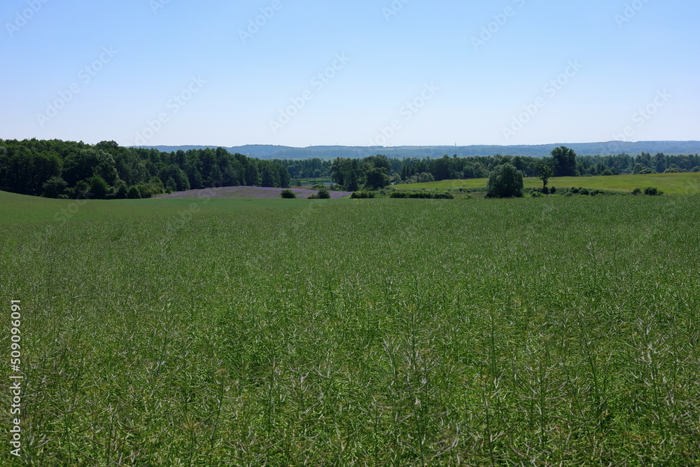 Fototapeta premium field and blue sky