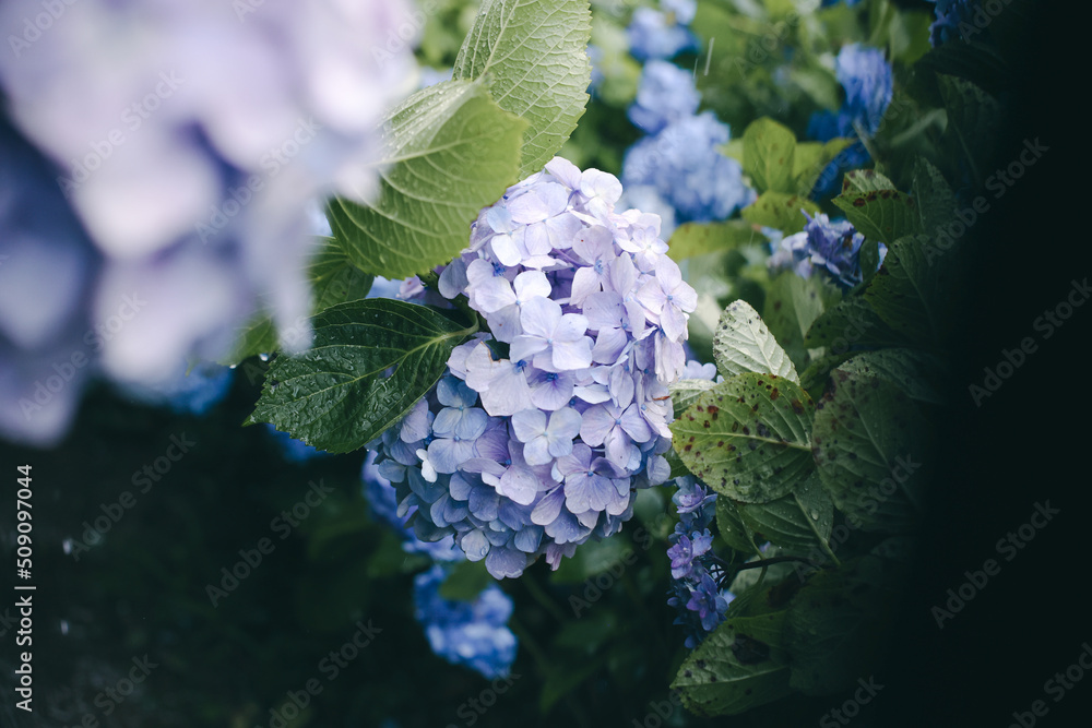 Hydrangea , beautiful violet flowers in early summer season. Hydrangea , beautiful violet flowers in early summer season.