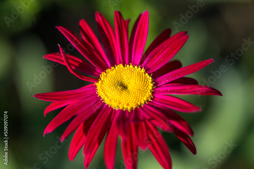 The red pyrethrum, or Persian Daisy lat. Pyrethrum roseum