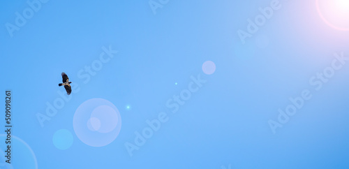 Banner of a large bird flying in the sky and lens flare.