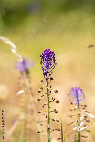 Lavender flower in sun light and green field background